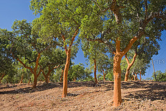 Forêt de chêne liège (Quercus suber) juste après le levage du liège (Alentejo, Portugal).