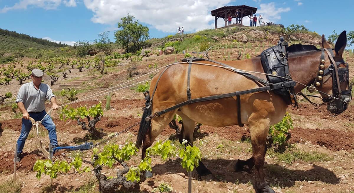 Découverte de la viticulture biologique à la bodega Juan Carlos Sancha Arado