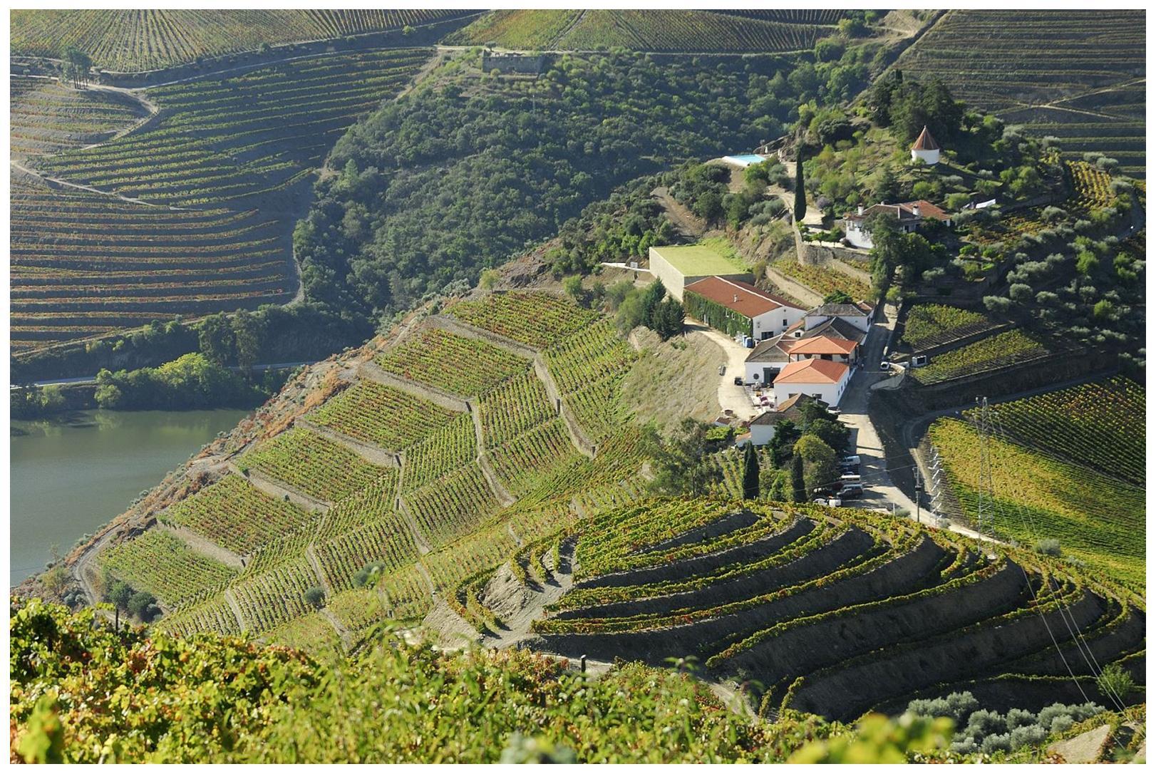 La perspective de la quinta do Crasto sur les vignes en terrasse de la vallée du Douro